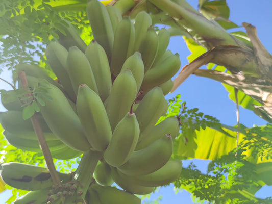 Regenerative Farm Setup: Full-Service Turnkey Solution (1-Year Guaranteed)